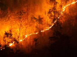TREMENDO. Ejemplo de la intensidad de un incendio forestal
