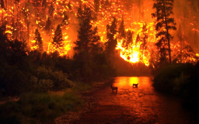 TREMENDO. Ejemplo de la intensidad de un incendio forestal