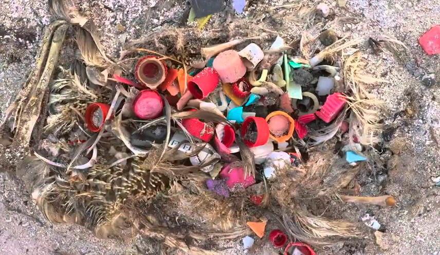 Albatros muerto por ingesta de plástico