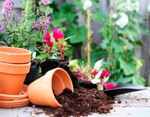 ¿Cómo hacer florecer rápidamente tu jardín en primavera?