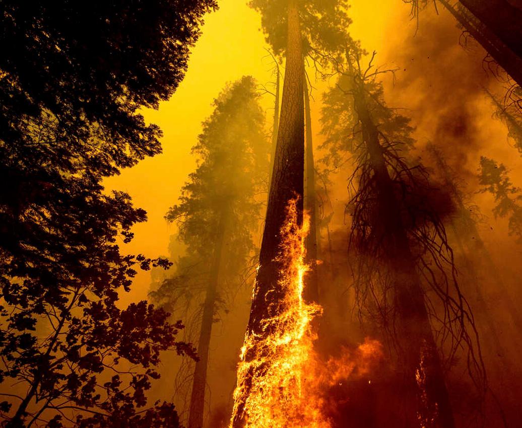 Este verano será recordado por su calor extremo y clima tan violento. Sequoia ardiendo