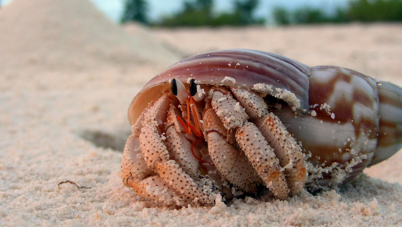 Los neumáticos vertidos en el océano están matando a los cangrejos ermitaños