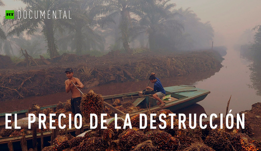 El aceite de palma destruye las selvas, pero ¿puedes pasar un día sin  utilizarlo?
