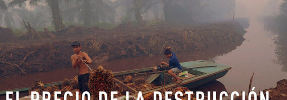 Aceite de palma: El precio de la destrucción | RT Documentales