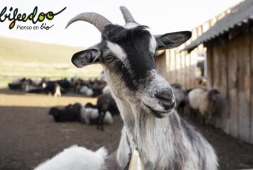 La cabra, un animal muy versátil y resistente, según Bifeedoo