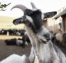 La cabra, un animal muy versátil y resistente, según Bifeedoo