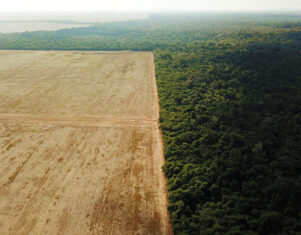 Una «laguna» que permite la deforestación en las explotaciones de soja de la Amazonia brasileña