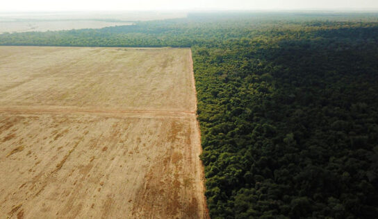 Una «laguna» que permite la deforestación en las explotaciones de soja de la Amazonia brasileña