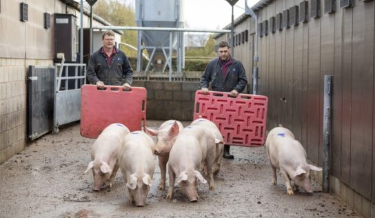 Red Tractor lanza una plataforma de formación online en bienestar para productores porcinos