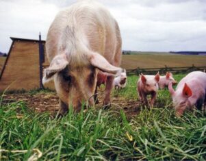 El bienestar animal diferencia el sector ganadero de Reino Unido respecto a otros países, según AHBD