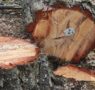 Montes Universales-Alto Tajo: madera procedente de gestión sostenible para uso en construcción