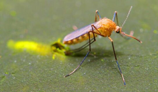 Cómo influye el cambio climático en la proliferación de mosquitos