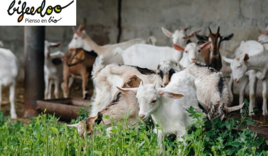 Beneficios de la ganadería ecológica, según Bifeedoo