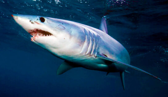 SharkGuard. Una nueva tecnología podría salvar «millones de tiburones asesinados cada año».