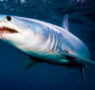 SharkGuard. Una nueva tecnología podría salvar «millones de tiburones asesinados cada año».