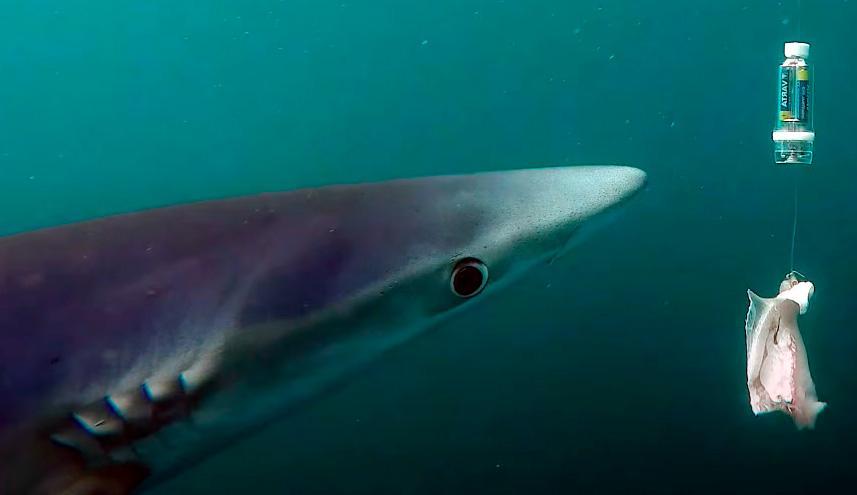 Investigadores revelan dispositivo que ahuyenta a los tiburones