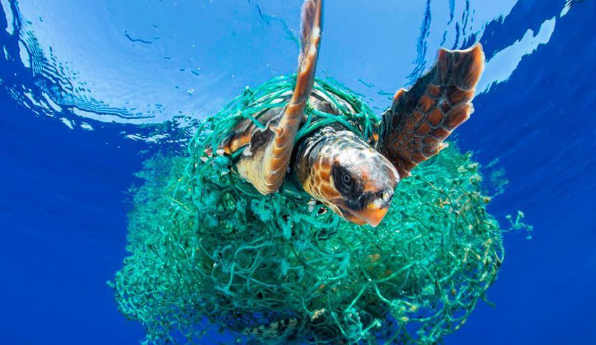 Animales atrapados por el plástico en el mar