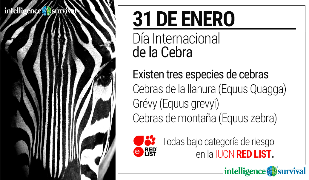 31 de enero se conmemora el Día Internacional de la Cebra