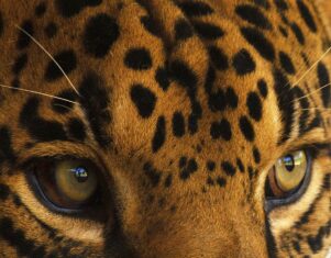 Promueve WWF conservación del jaguar con muestra fotográfica