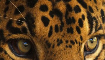 Promueve WWF conservación del jaguar con muestra fotográfica