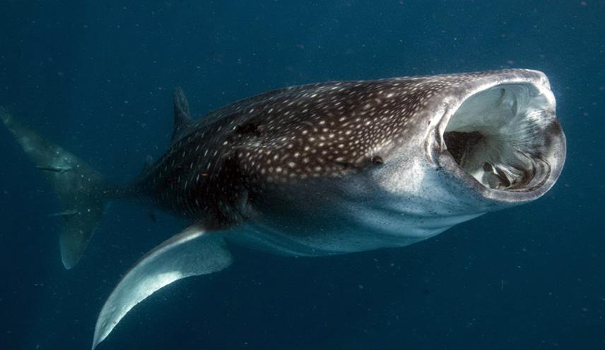 Los tiburones ballena y su inspiración alimentaria