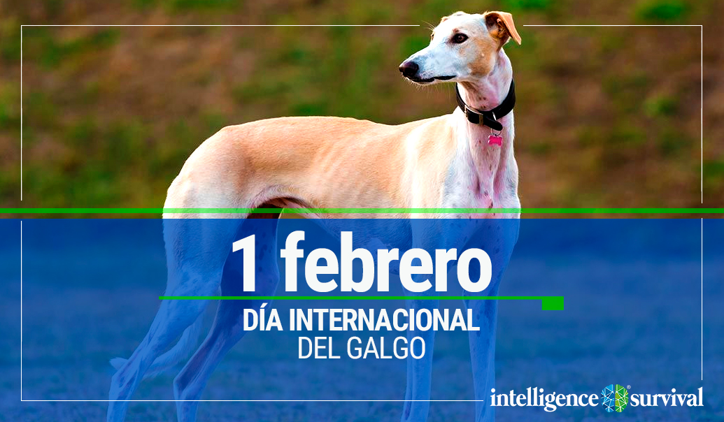 son amigables con los galgos