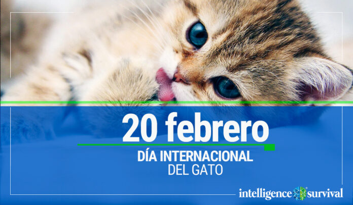 Día Internacional del gato
