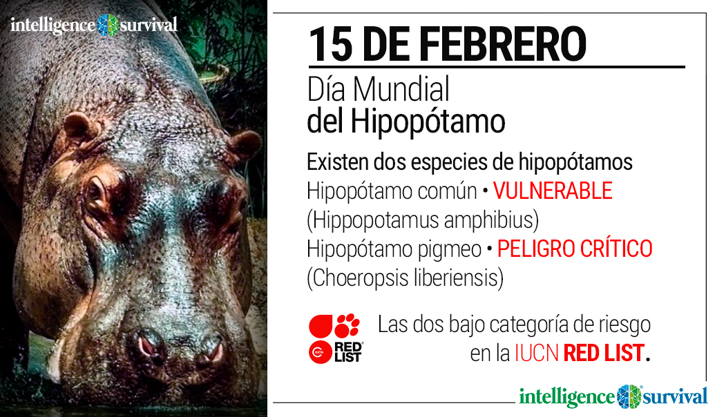 Día Mundial del Hipopótamo 15 de febrero