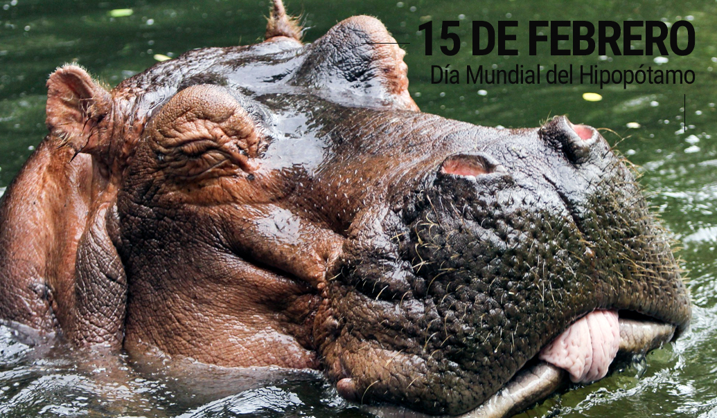 Día Mundial del Hipopótamo 15 de febrero