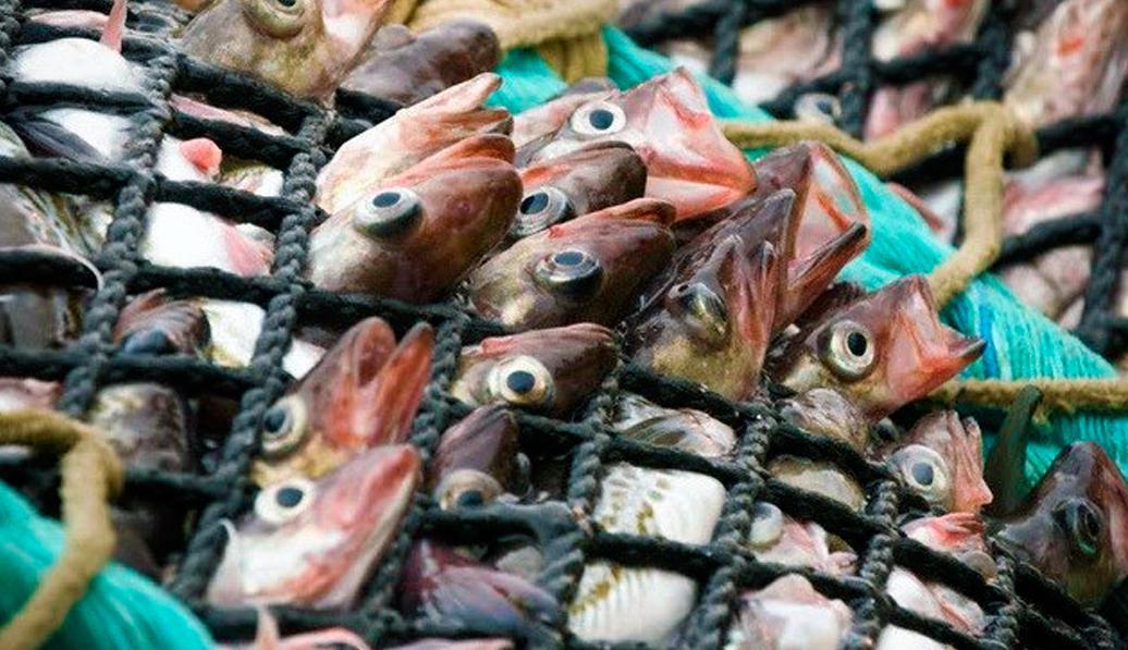 la sobrepesca "está vaciando los mares" y además la encuesta demuestra que los consumidores "no tienen ni idea de lo grave de la situación"