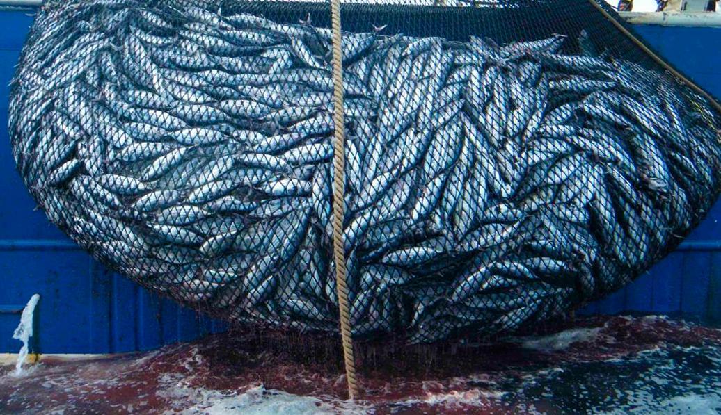 el 64 por ciento de las poblaciones de peces europeas sufre sobrepesca