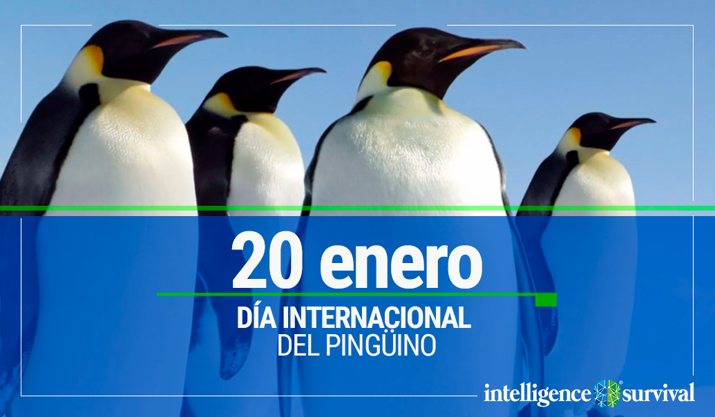 Día internacional del Pingüino 20 de enero