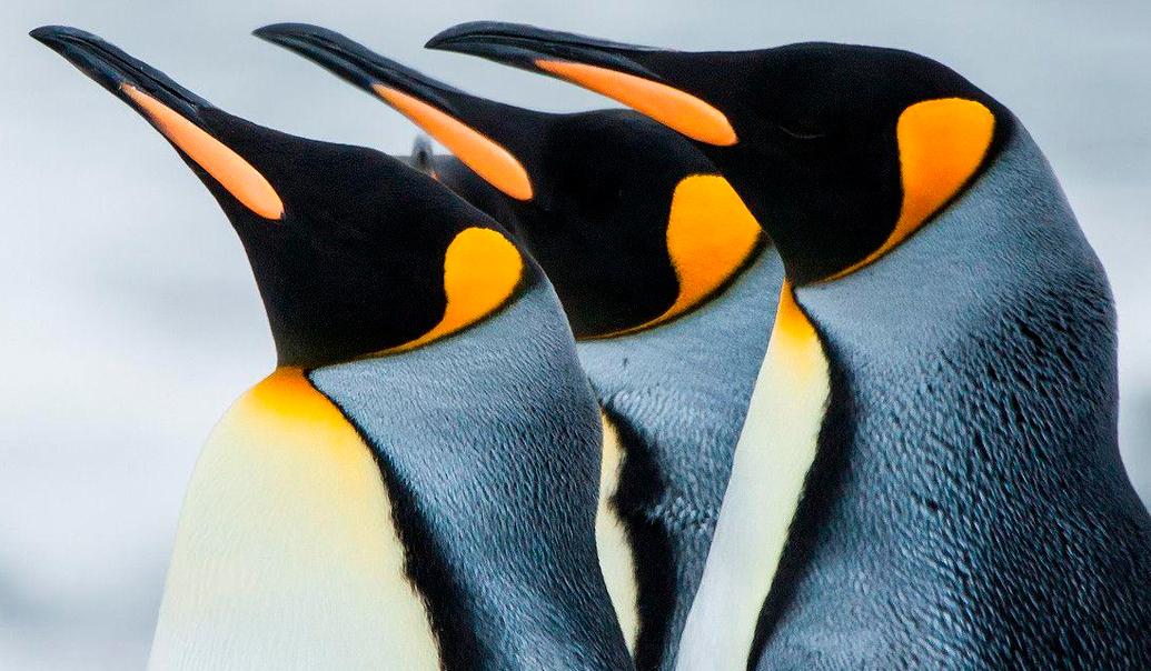 Día Internacional del Pingüino