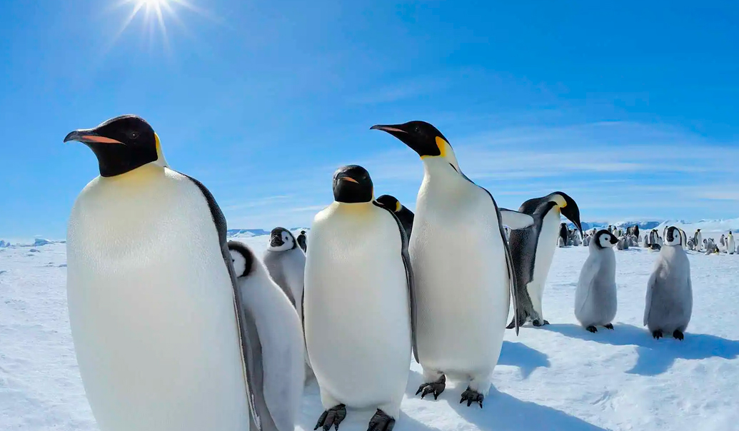 Día Internacional del Pingüino