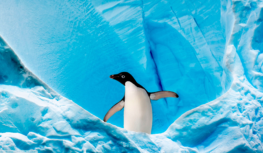 Día internacional del pinguino