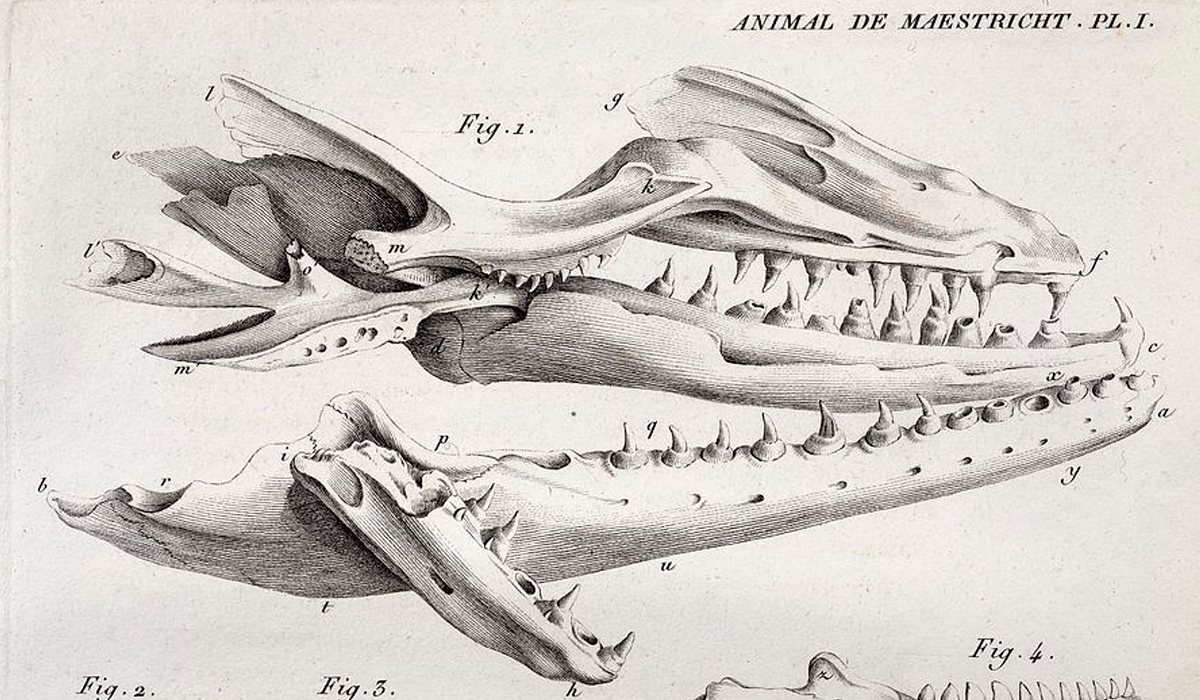El instrumento de Georges Cuvier: los vertebrados fósiles