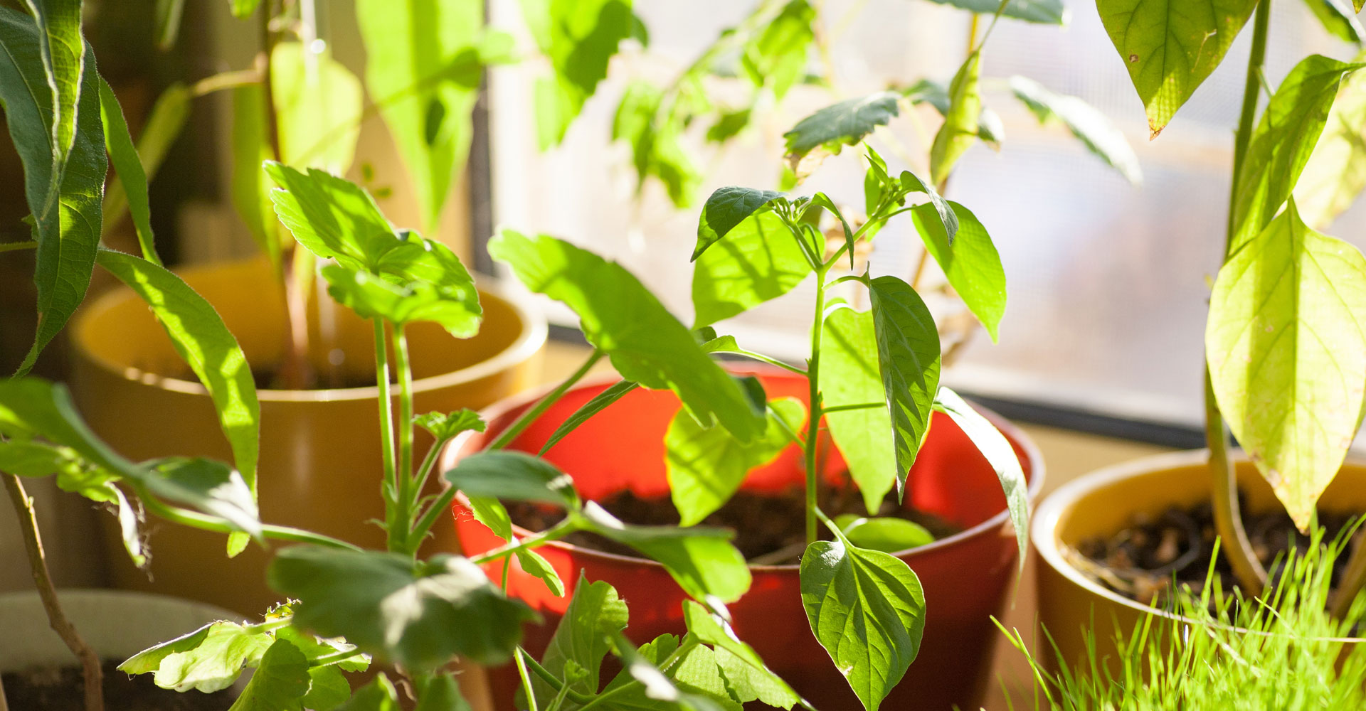 La importancia vital de la luz solar en el crecimiento de las plantas