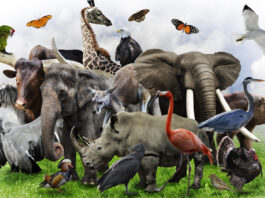 Celebremos juntos el día mundial del hábitat y el día mundial de los animales, 4 de octubre