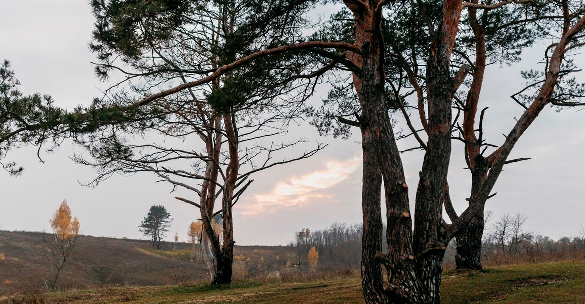 Beneficios de la poda invernal para la salud del árbol