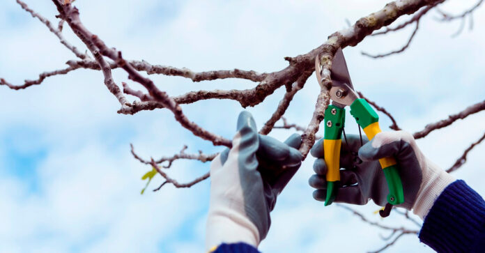 Poda de árboles en invierno: ventajas para la salud del árbol y el ecosistema