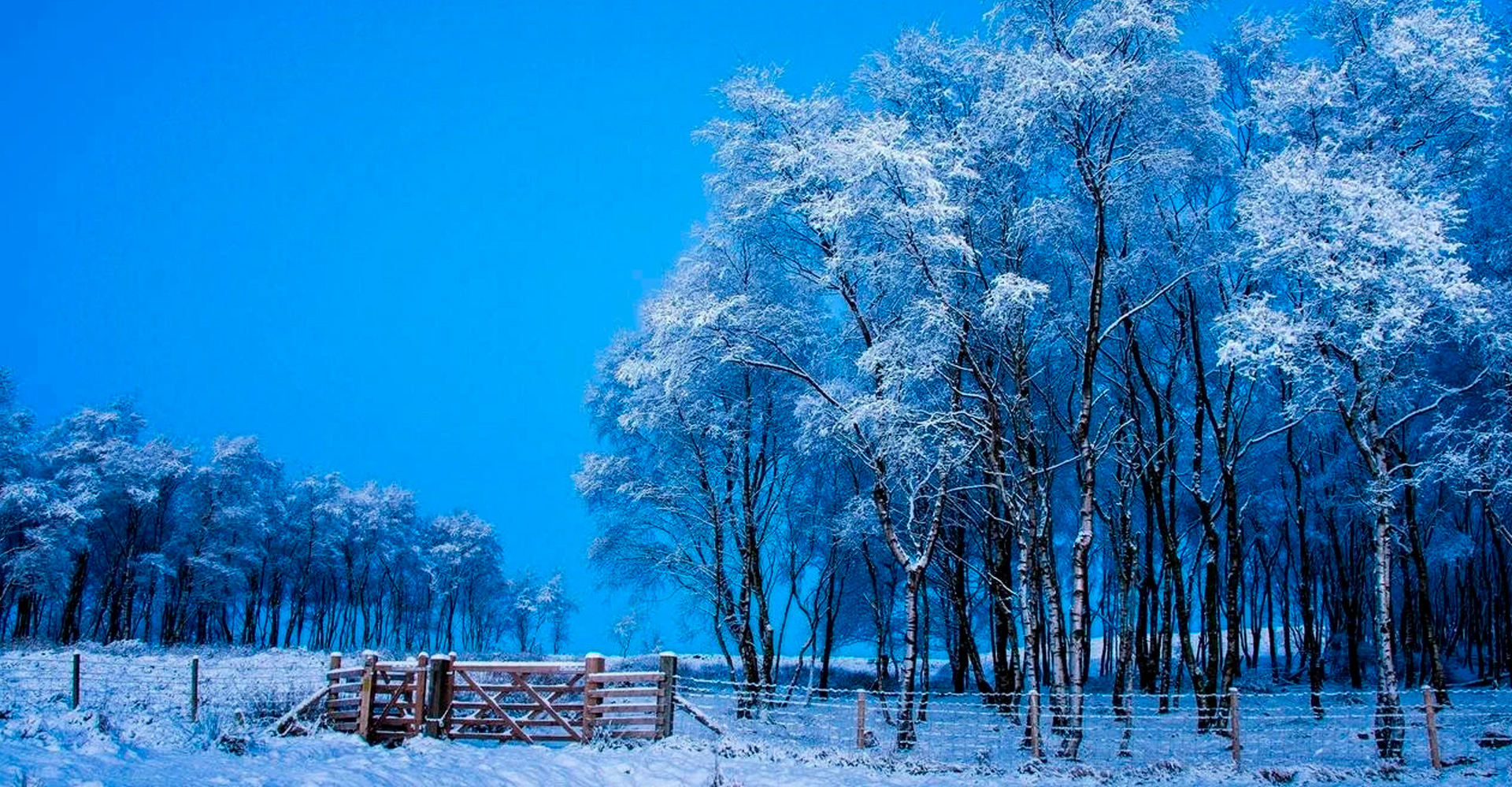 Técnicas y consejos para una poda de árboles en invierno efectiva