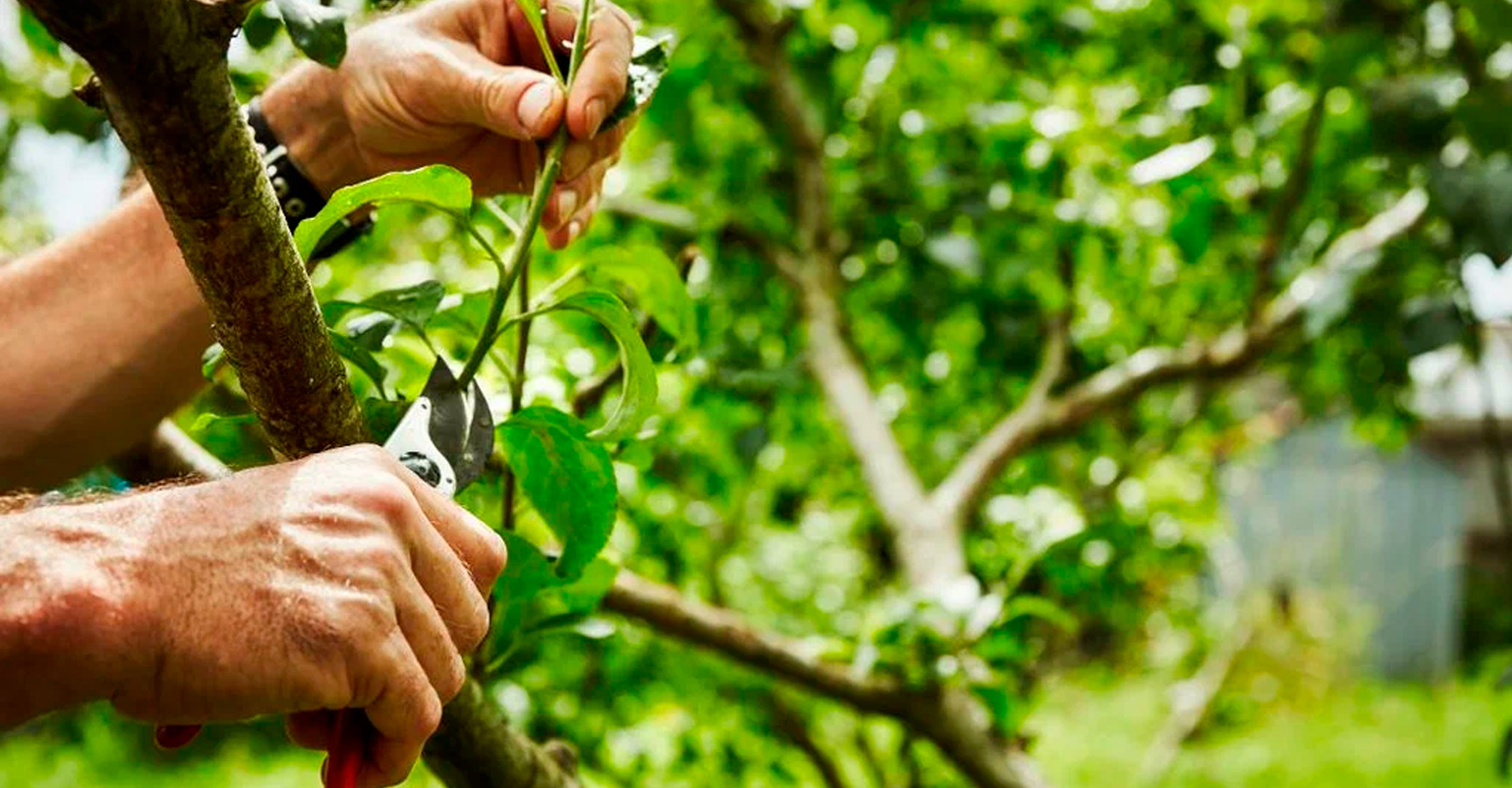 Beneficios ambientales de una poda bien hecha