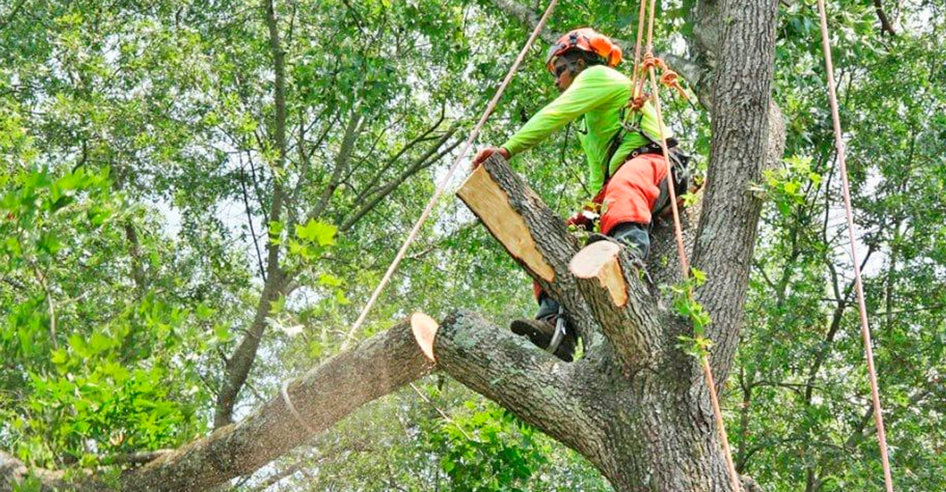 Poda y la restauración de hábitats naturales