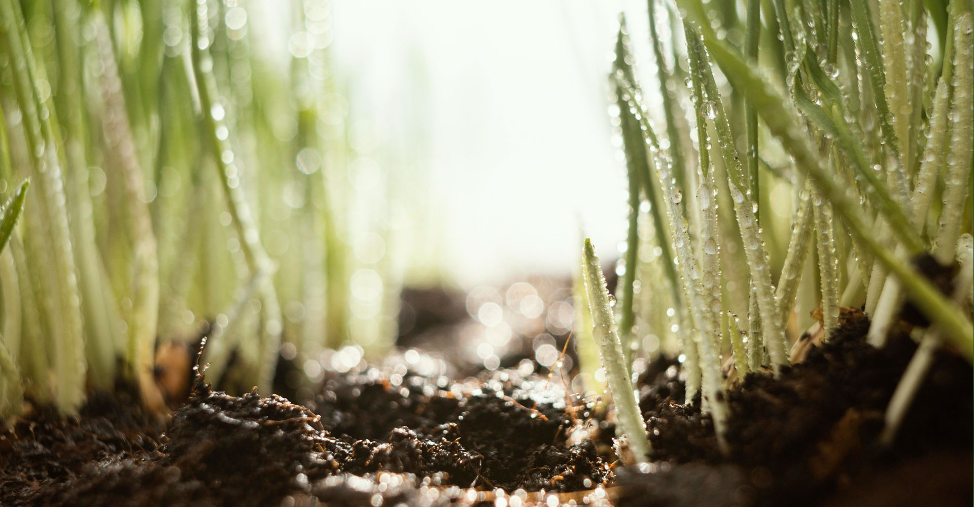 La biodiversidad como base de todo