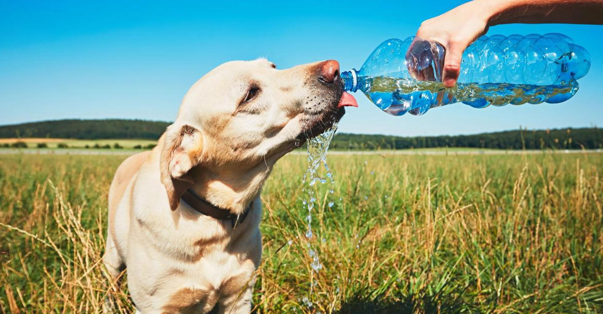 Animales y calor extremo