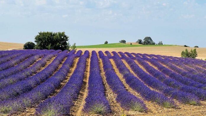 Agricultura_sostenible_2