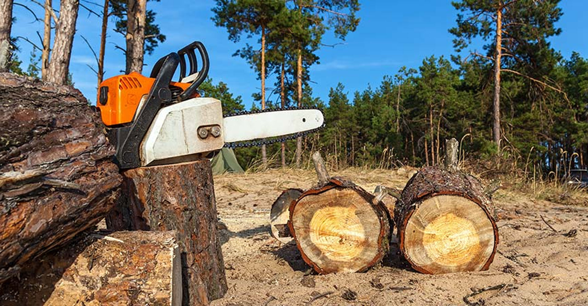 Principios fundamentales de la tala controlada