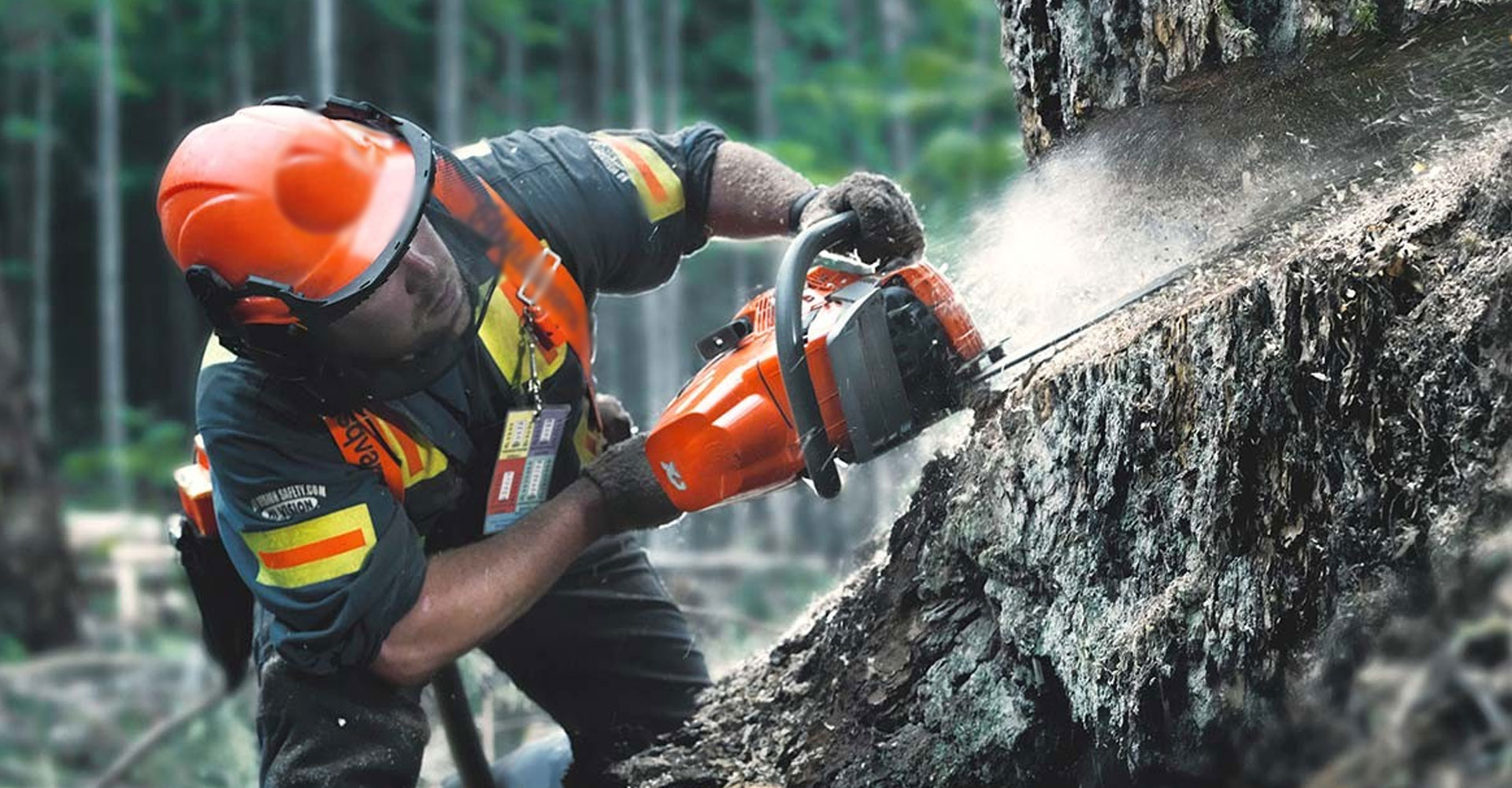 Retos y oportunidades en la conservación forestal