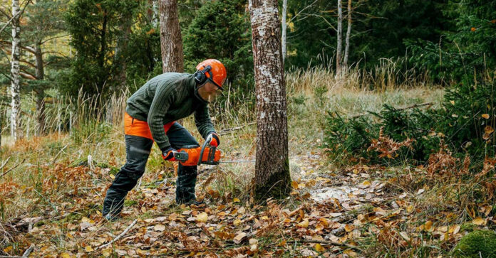 Tala controlada: equilibrio entre desarrollo y conservación ambiental