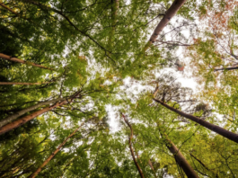 Grup Boix celebra que el Govern sitúe la gestión forestal como una política estructural de país